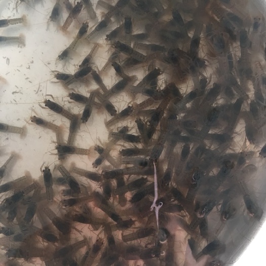 博罗县澳洲龙虾苗