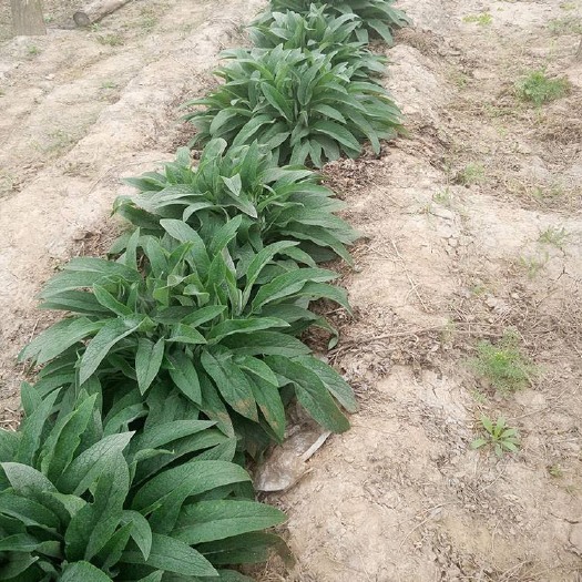 郓城县俄罗斯饲料菜 根茎繁殖多年生