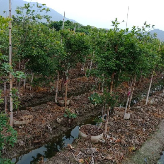 漳州 树葡萄苗  嘉宝果苗  规格齐全 免费提供种植技术6年苗