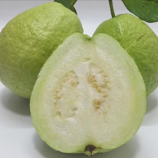 北流市 长期供应带箱十斤广西现摘番石榴农家芭乐包邮送辣椒盐