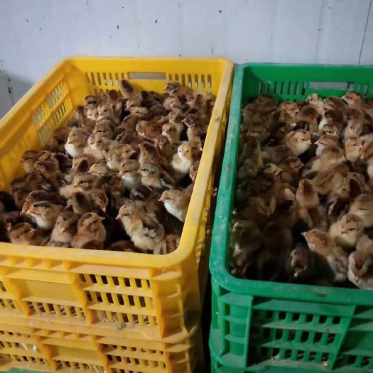 南宁 桂香土鸡苗（包打疫苗，包运途损失）