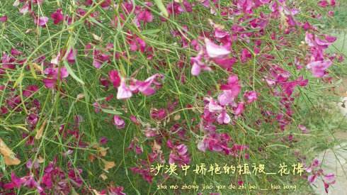 沭阳县花棒种子