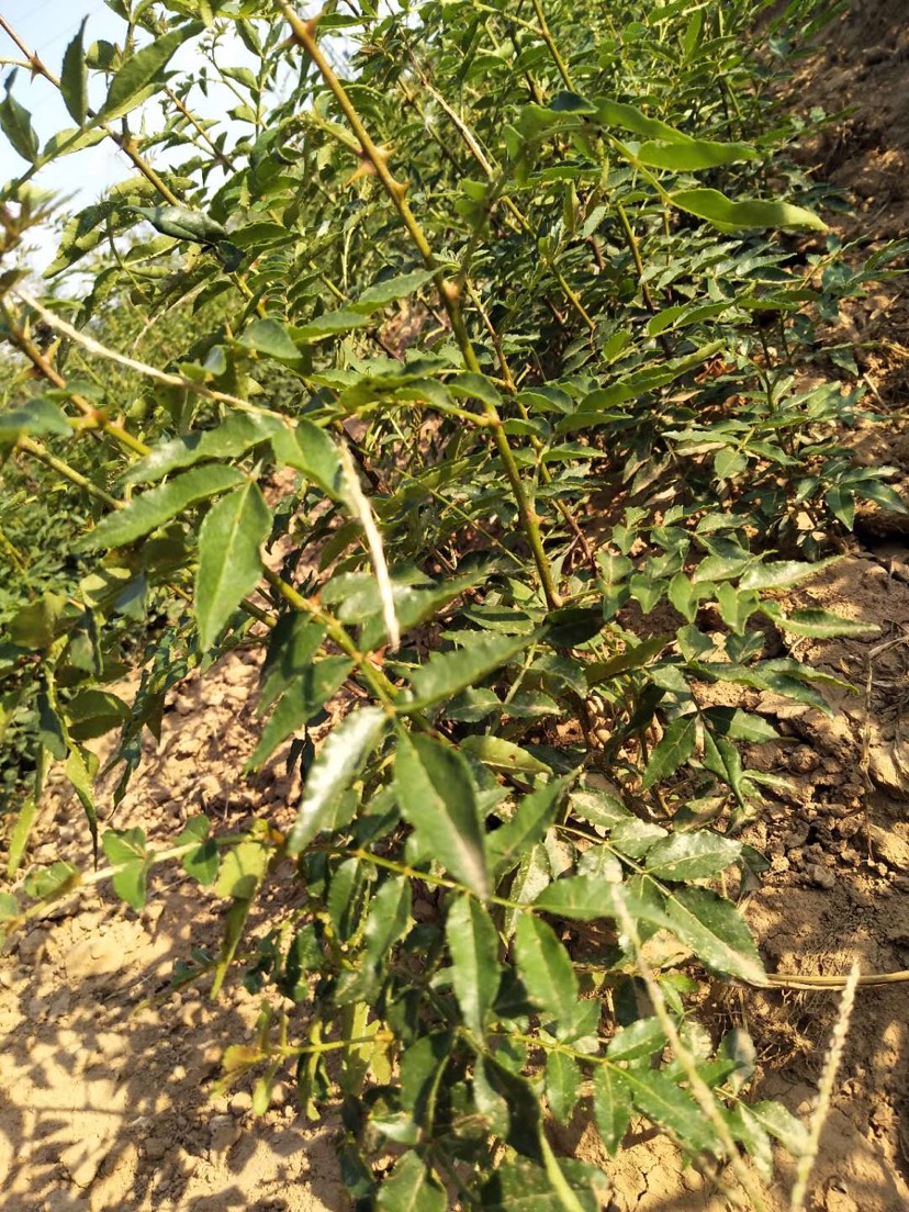  大紅袍，獅子頭花椒苗