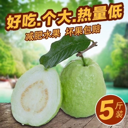 北流市 广西白心番石榴5斤包邮长期供应支持一件代发