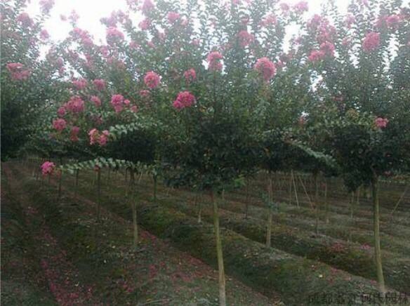 沭阳县 紫薇8公分