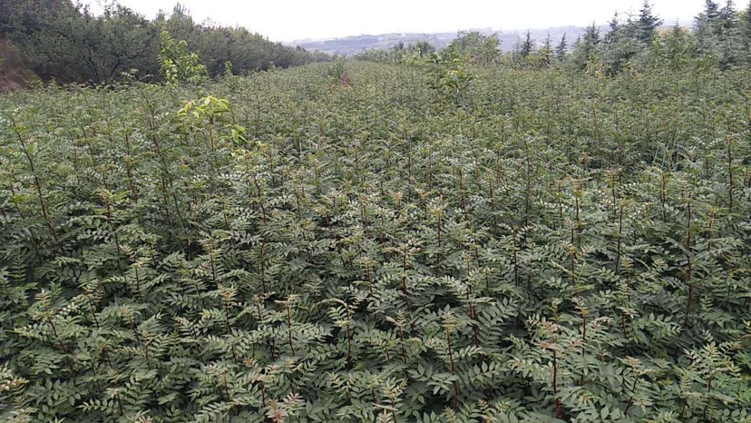  大紅袍，獅子頭花椒苗