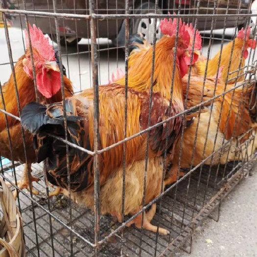 南宁 快大黄肉鸡苗 惠农优选 企业认证安全保障