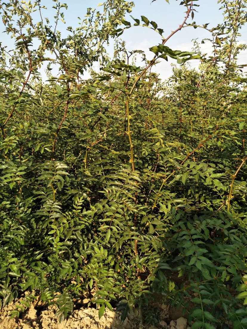  大紅袍，獅子頭花椒苗