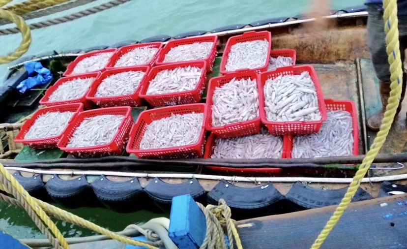阳西县中国枪乌贼 泓顺水产贸易