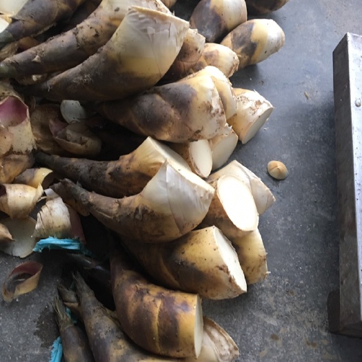 春笋  福建漳州马蹄笋现货供应 ，现挖现卖，脆甜可口，无农药残留，无