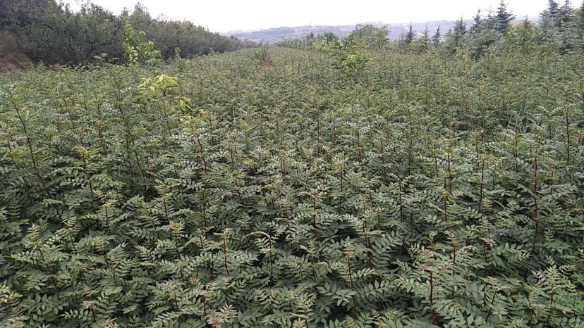 绛县 大红袍，狮子头花椒苗