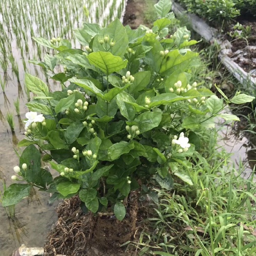 犍为县白色茉莉 风里雨里我在这里等你，，，，有缘人