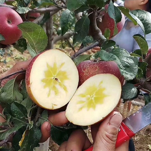 鲁甸县冰糖心苹果 （支持电商微商一件代发）