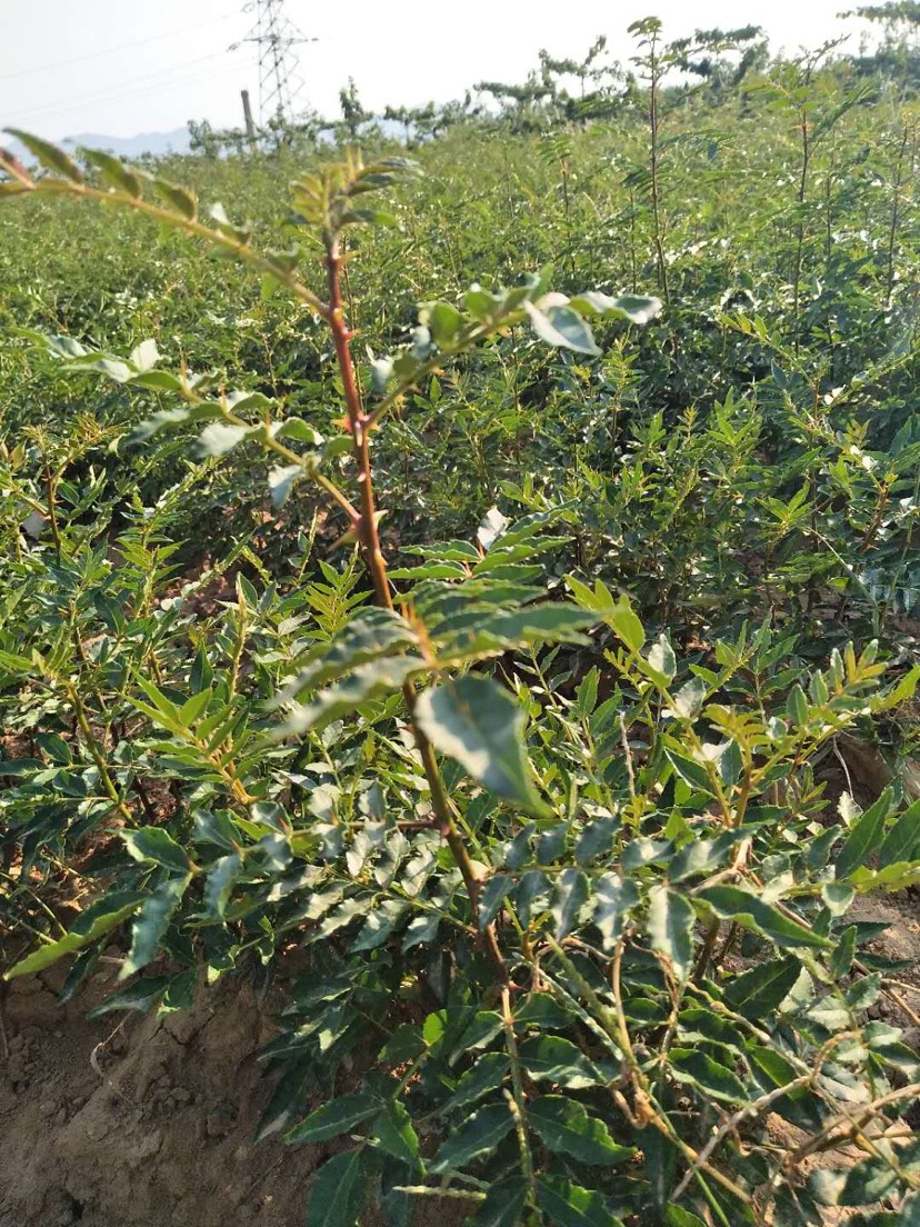  大紅袍，獅子頭花椒苗