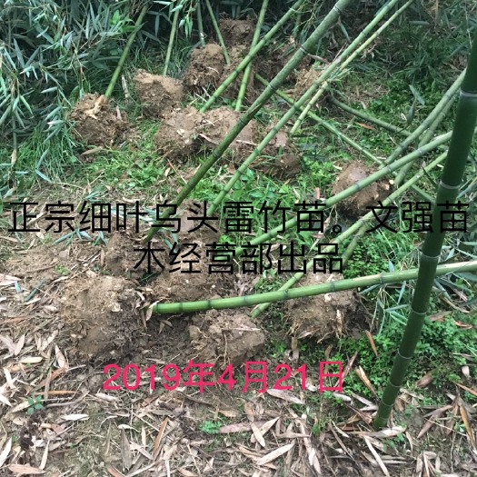 蒲江县正宗细叶雷竹苗，优质壮苗，一手货源，保质保量