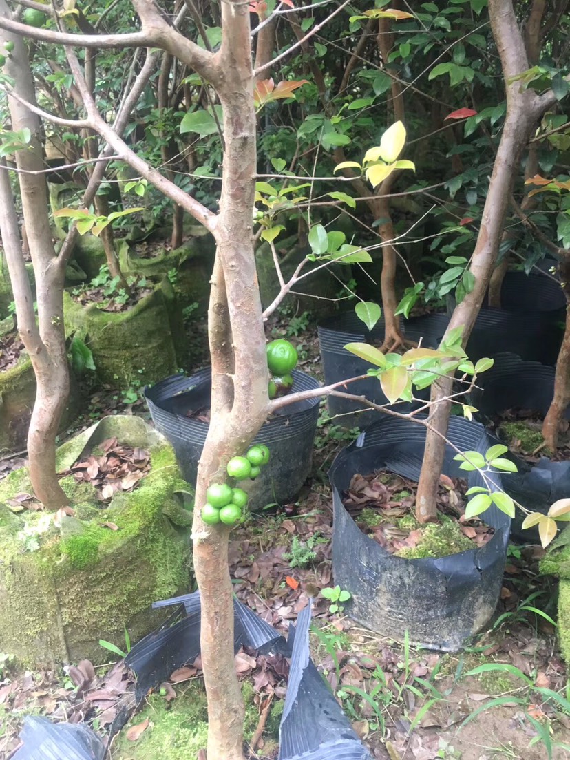 漳浦县树葡萄苗 福岗结果树，头径3公分左右，高1.8到2米左右，数量不多价格