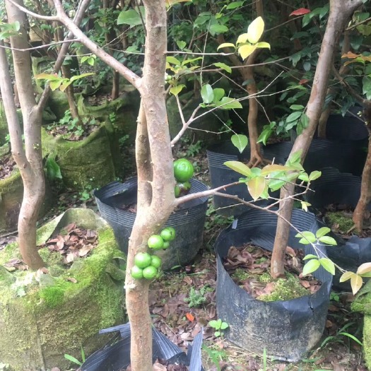 漳浦县树葡萄苗 福岗结果树，头径3公分左右，高1.8到2米左右，数量不多价格
