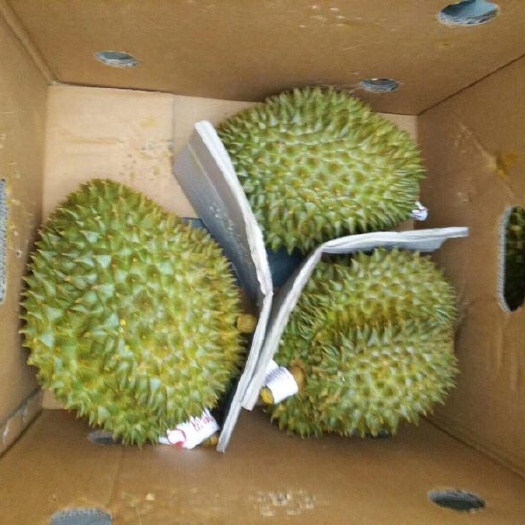 凭祥市金枕榴莲  金枕头榴莲原产地工厂贴牌加工整柜切柜出货