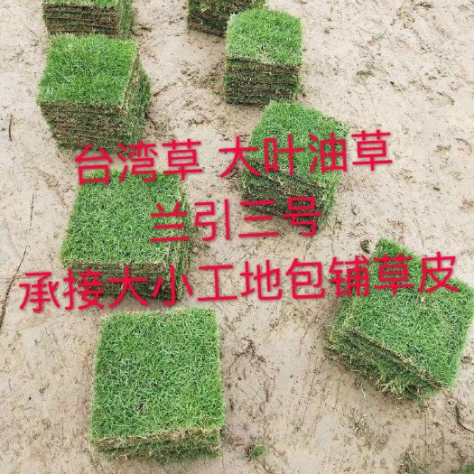 四会市 出售草 大叶油草 兰引三号 承接大小工地施工铺草