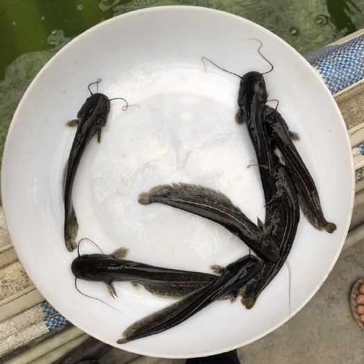 广州鲶鱼苗 南方大口鲶鱼