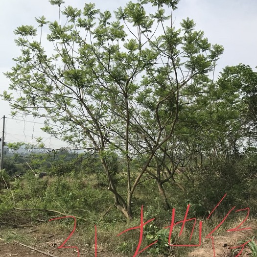 自贡 蓝花楹凳子货31公分