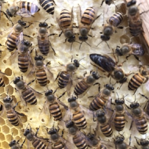 东莞市 中蜂群75一脾