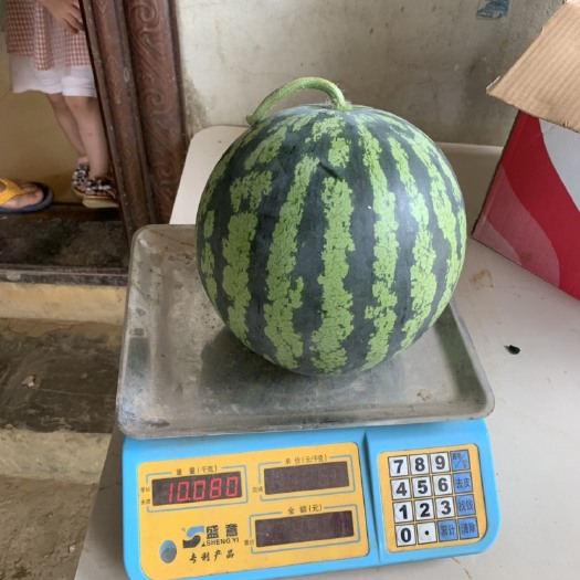 扶绥县甜王西瓜 1茬 8成熟 7斤打底