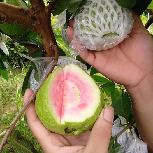 灵山县红心芭乐番石榴苗  阳台可以种植，产量高，耐热耐冷，果子香甜，收到死苗包赔。