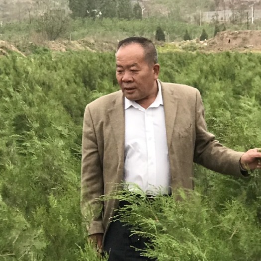 邯郸 侧柏苗、刺柏苗