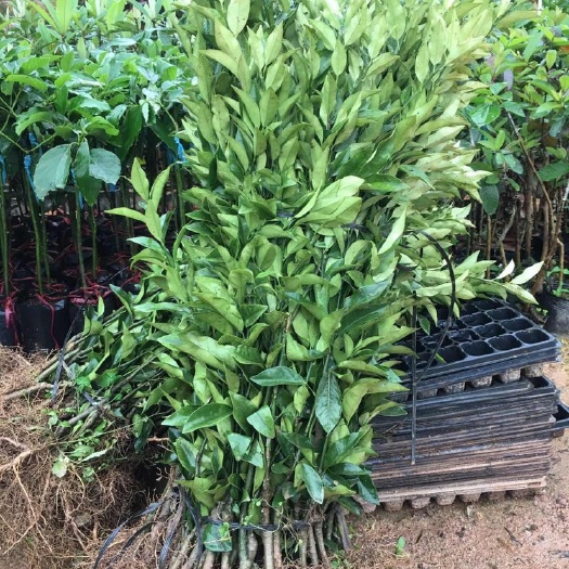 灵山县青柠檬苗