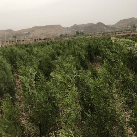 邯郸圆枝侧柏