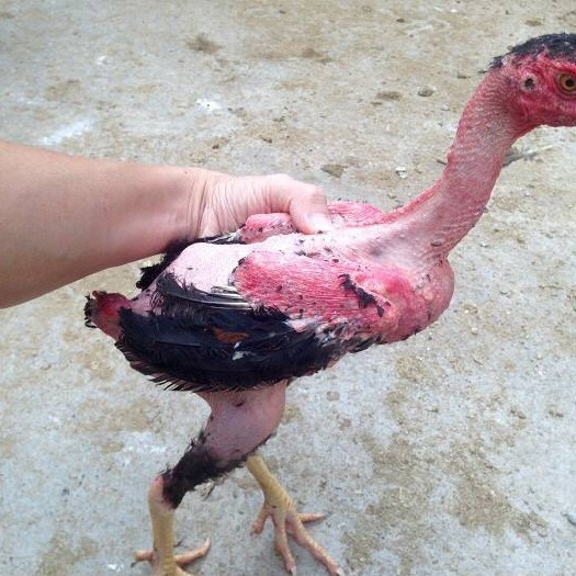 紫云县斗鸡苗 越南鬼子  泰国斗鸡   鲁西