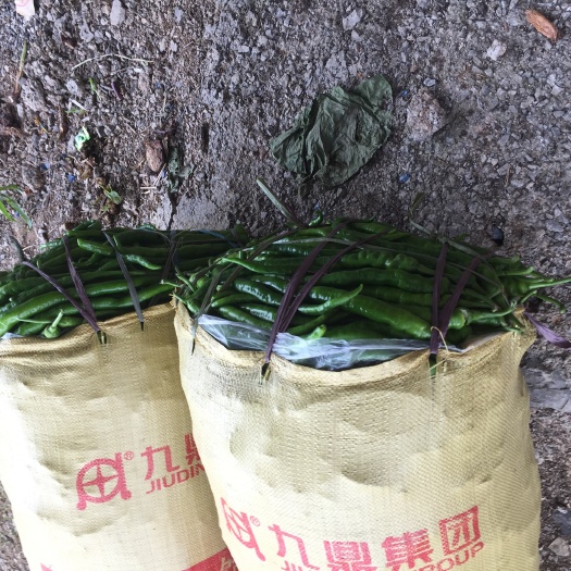 来宾线椒 自家螺丝椒