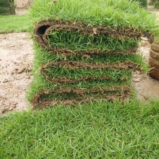 郴州 马尼拉草卷