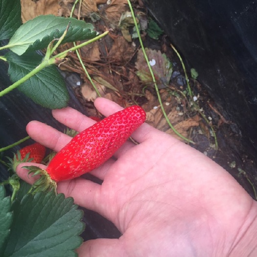 烟台香蕉草莓苗 10~20公分 地栽苗