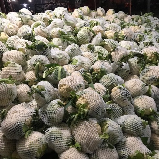 白花菜花  白面青梗松花菜  白花菜  产地直销还供应各种季节性蔬菜