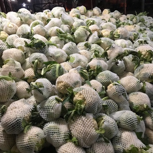新野县白花菜花  白面青梗松花菜  白花菜  产地直销还供应各种季节性蔬菜