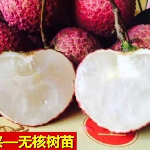 深圳无核荔枝苗 无核荔枝正品嫁接苗，产量高，果肉良好，优质靓苗。