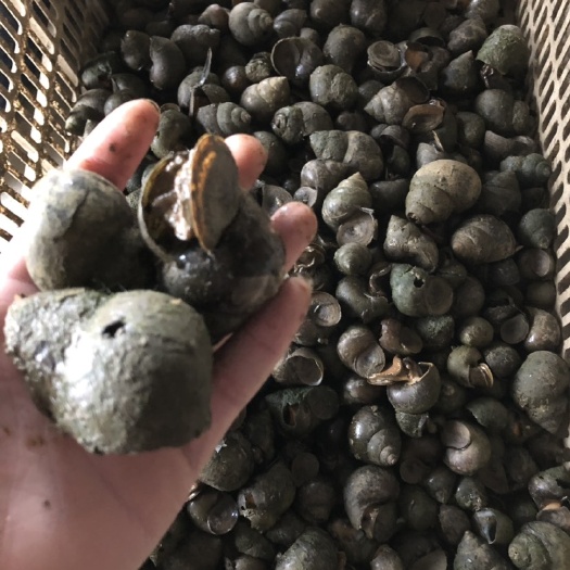 武汉 大量淡水石螺，货靓优品