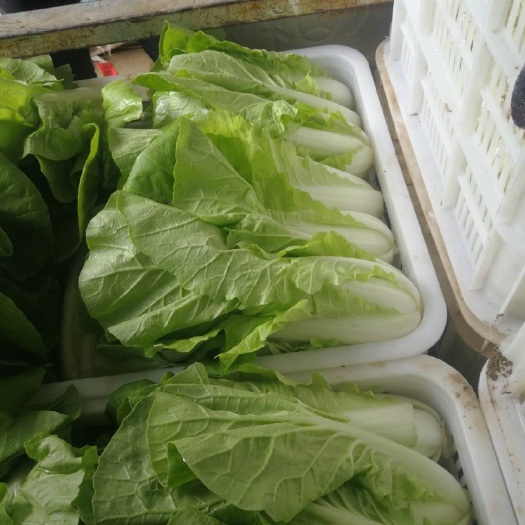精品毛白菜 奶白菜 快菜  小白菜支持全国发货