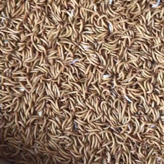 忻州黄粉虫