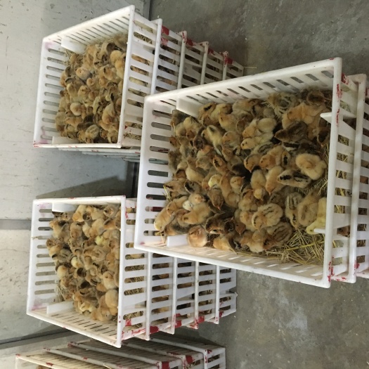 南陵县土鸡苗  青脚