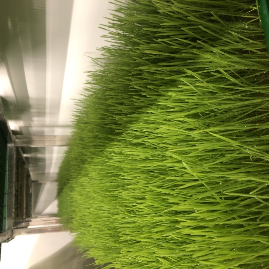 豌豆苗 无土水培无公害，麻豌豆，黑豆，小麦草，空心菜芽苗