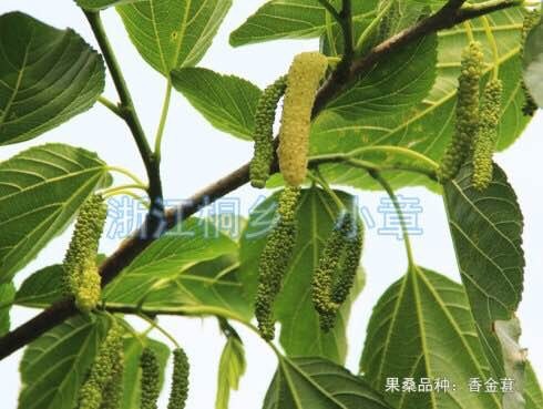 沭阳县长果桑苗