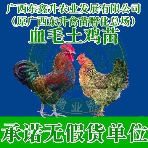 南宁 瑶鸡苗——承诺无假货单位