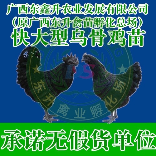 南宁 黑凤鸡苗——承诺无假货单位