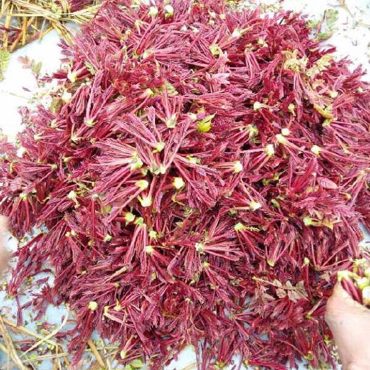 红油香椿芽 红油香椿、每年二月份大量上市、天然生长