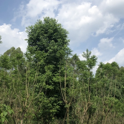 成都30公分以上香樟