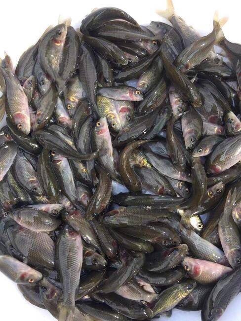 广州禾花鲤 魚場直供优质禾花鯉.鯉魚苗.鯉魚水花.各種水花批發、零售