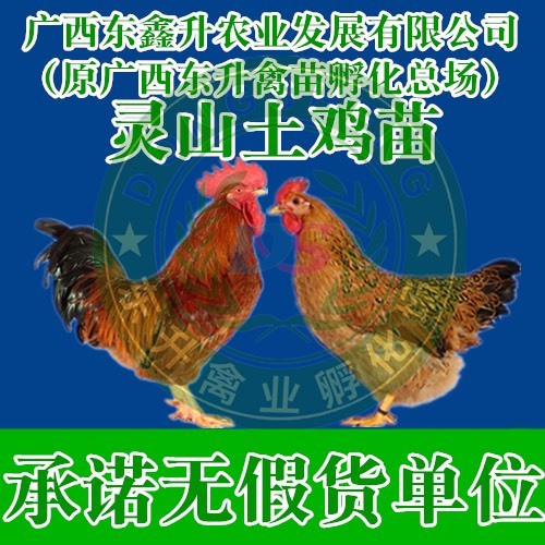 南宁 土鸡苗